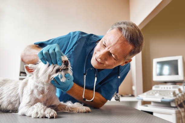 Best Emergency Dental Care for Sports Injuries in Ansted, WV